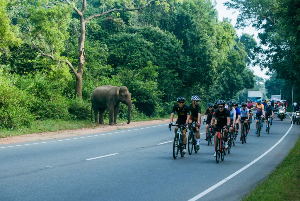 Ride Sri Lanka with elephant by the road side
