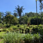 Botanical Gardens in Kandy