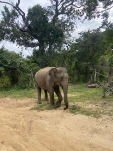 Elephant in Minneriya National Park