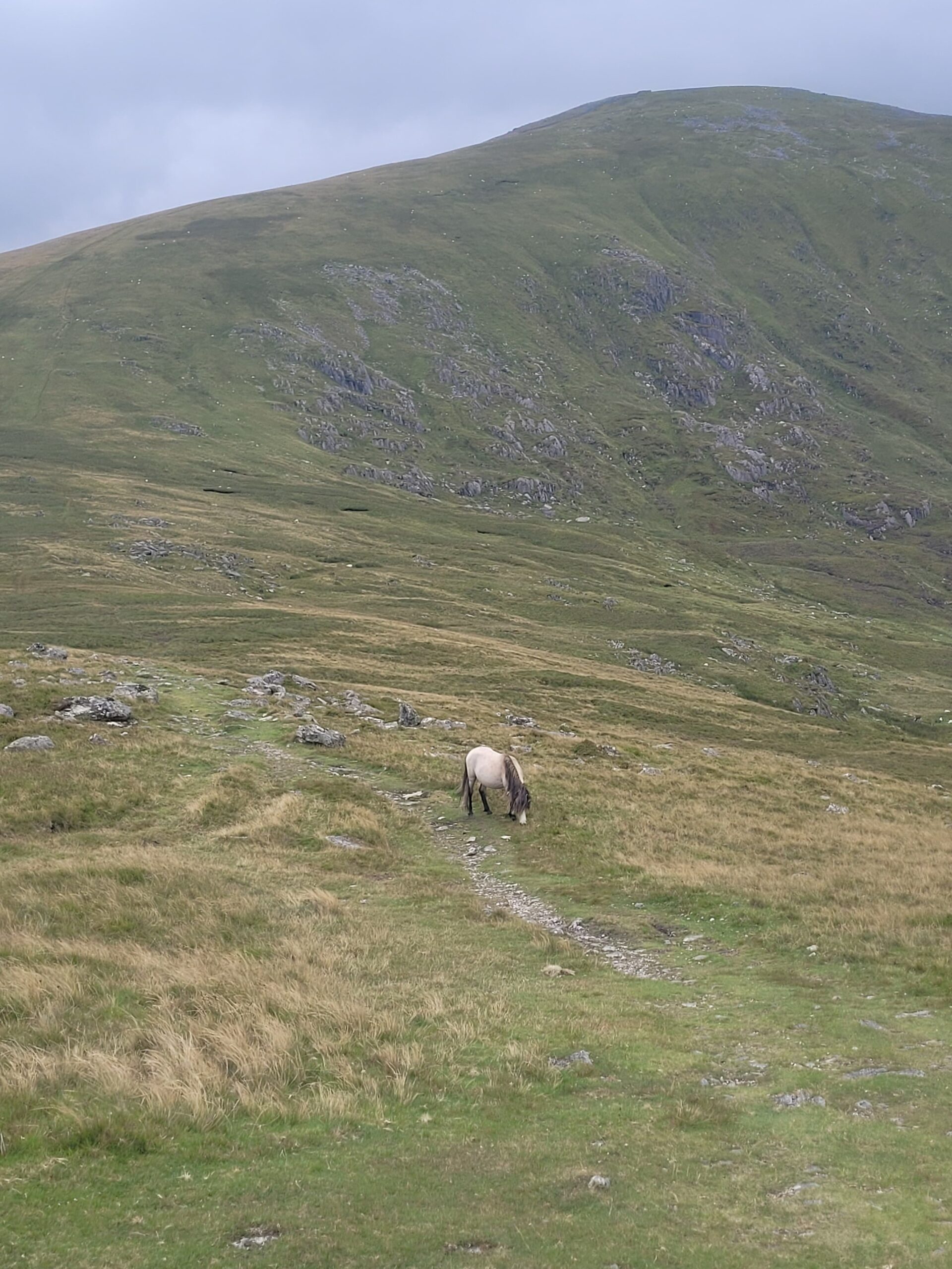 Carneddau pony with Foel Fras in background