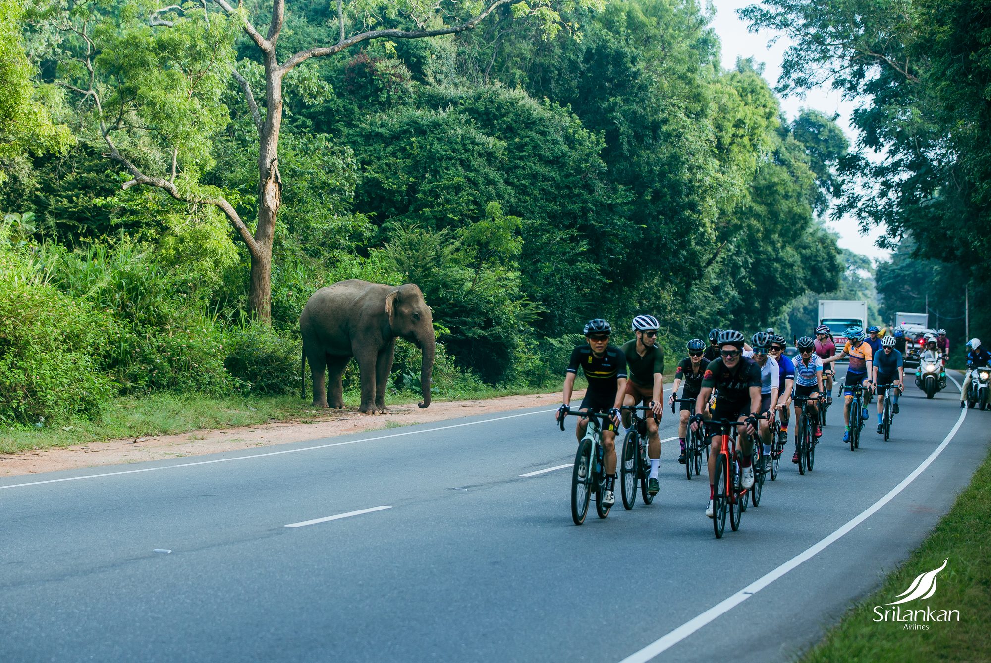 Wild elephant at the roadside as a group of cyclists rides past